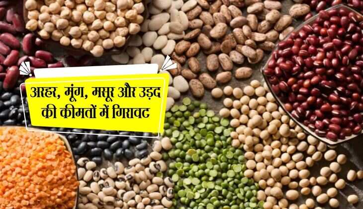 Pulses Price: अरहर, मूंग, मसूर और उड़द की कीमतों में गिरावट, क‍िसानों को घाटा