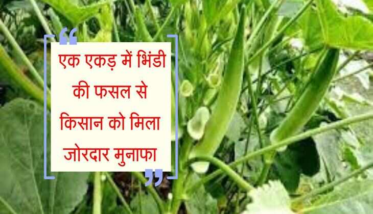 Agri Business: एक एकड़ में भिंडी की फसल से किसान को मिला जोरदार मुनाफा, इस्तेमाल की ये तकनीक