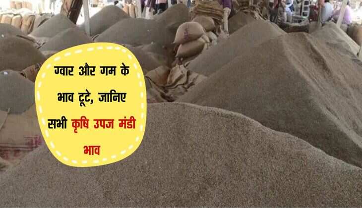 Jodhpur Mandi bhav: ग्वार और गम के भाव टूटे, जानिए सभी कृषि उपज मंडी भाव