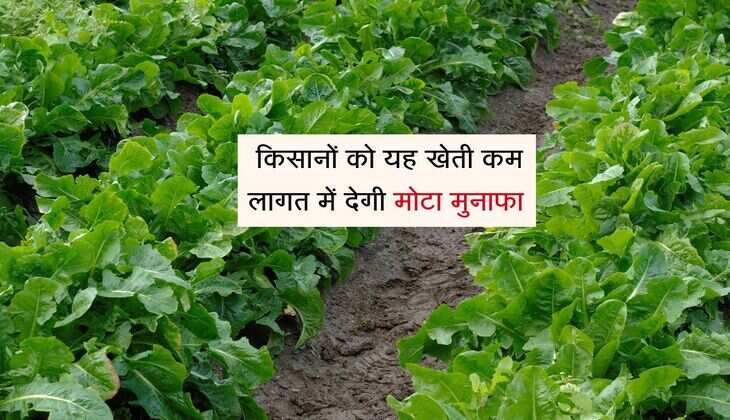 Chicory Farming: किसानों को यह खेती कम लागत में देगी मोटा मुनाफा, जंगली जानवर से भी नहीं कोई खतरा 