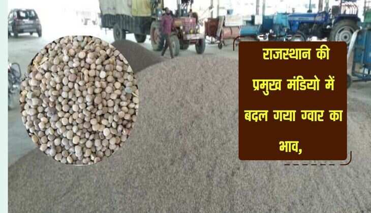 Gwar Ka Rate: राजस्थान की प्रमुख मंडियो में बदल गया ग्वार का भाव, जानिए नए रेट