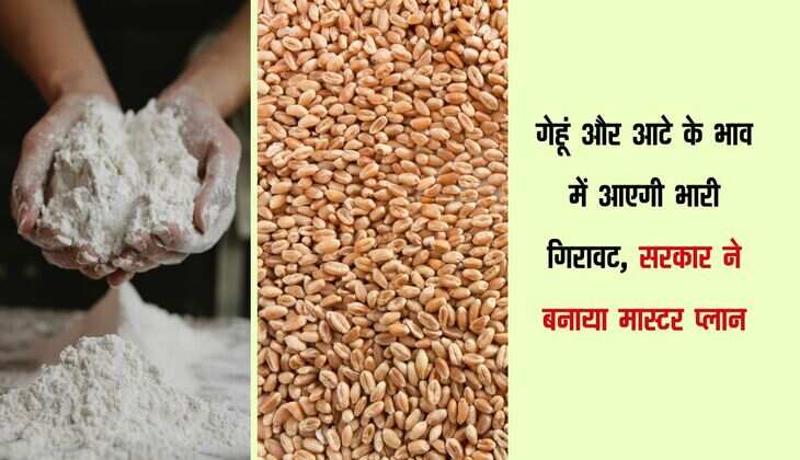 गेहूं और आटे के भाव में आएगी भारी गिरावट, सरकार ने बनाया मास्टर प्लान