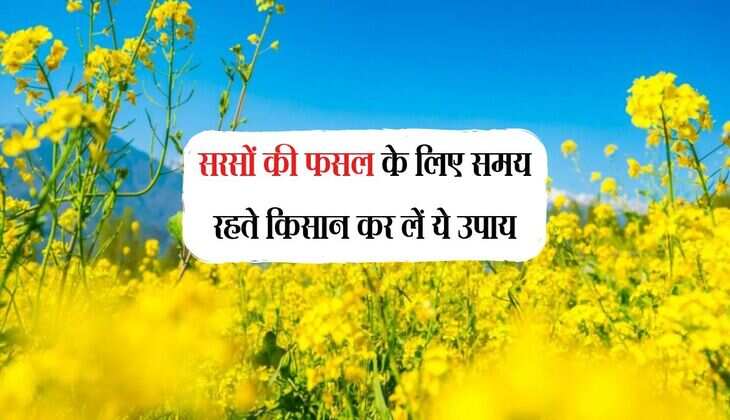 Mustard: सरसों की फसल के लिए समय रहते किसान कर लें ये उपाय, खतरनाक रोग से लेकर कोहरा-पाला से होगा बचाव 