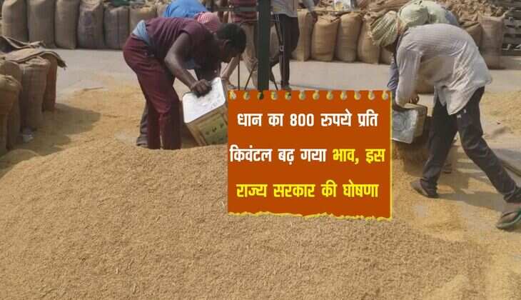 धान का 800 रुपये प्रति किवंटल बढ़ गया भाव, इस राज्य सरकार की घोषणा