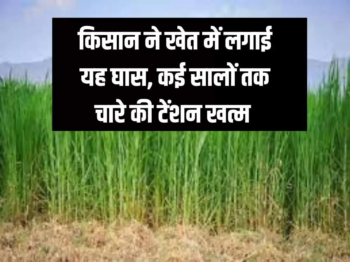किसान ने खेत में लगाई यह घास, कई सालों तक चारे की टेंशन खत्म