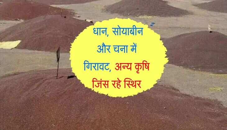Kota Mandi Bhav: धान, सोयाबीन और चना में गिरावट, अन्य कृषि जिंस रहे स्थिर