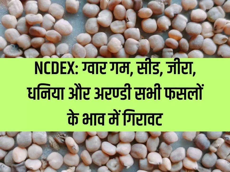 NCDEX: Fall in prices of all crops like guar gum, seed, cumin, coriander and castor