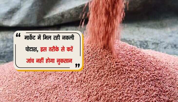 Agriculture News: मार्केट में मिल रही नकली पोटाश, इस तरीके से करें जांच नहीं होगा नुकसान