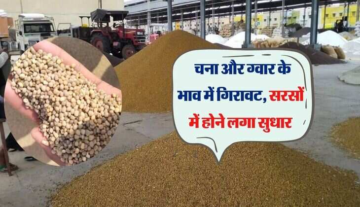 Jaipur Mandi Bhav:  चना और ग्वार के भाव में गिरावट, सरसों में होने लगा सुधार
