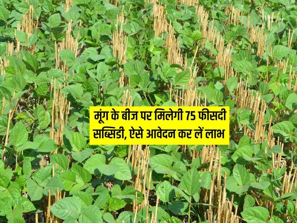 Moong Seed : मूंग के बीज पर मिलेगी 75 फीसदी सब्सिडी, ऐसे आवेदन कर लें लाभ