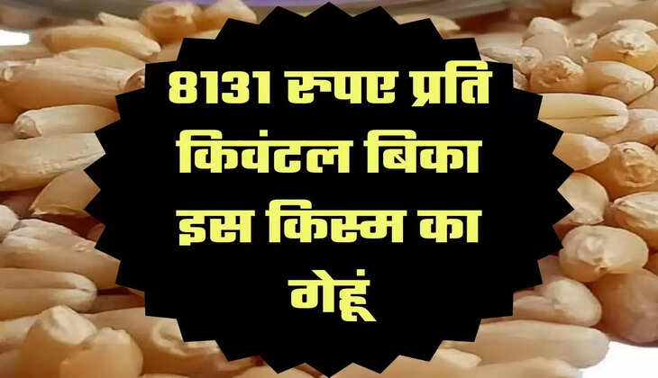 Sharbati Wheat Price Record: