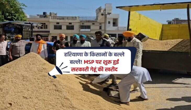 हरियाणा के किसानों के बल्ले बल्ले! MSP पर शुरू हुई सरकारी गेहूं की खरीद