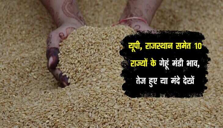 UP Wheat Mandi: यूपी, राजस्थान समेत 10 राज्यों के गेहूं मंडी भाव, तेज हुए या मंदे देखें