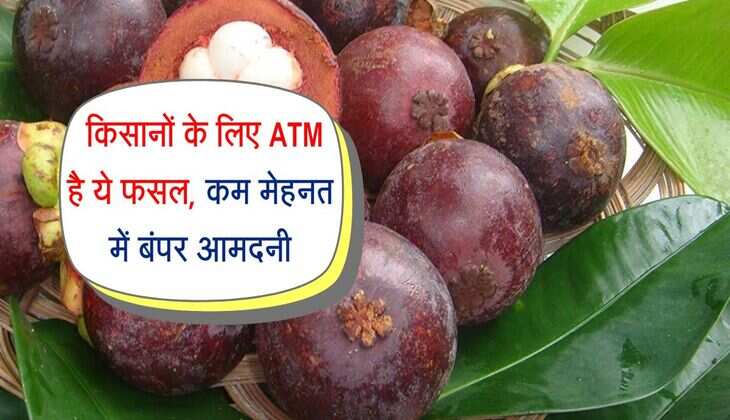 Mangosteen Ki kheti: किसानों के लिए ATM है ये फसल, कम मेहनत में बंपर आमदनी