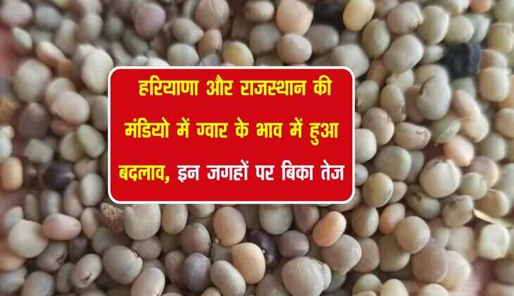 Gwar Mandi Bhav: हरियाणा और राजस्थान की मंडियो में ग्वार के भाव में हुआ बदलाव, इन जगहों पर बिका तेज