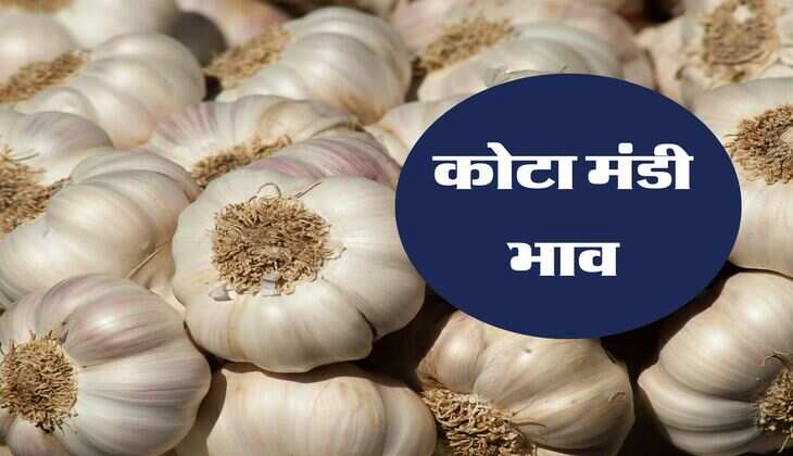 कोटा मंडी भाव 13 अप्रैल 2024: चना और लहसुन में तेजी सोयाबीन के भाव गिरे, आवक में उछाल