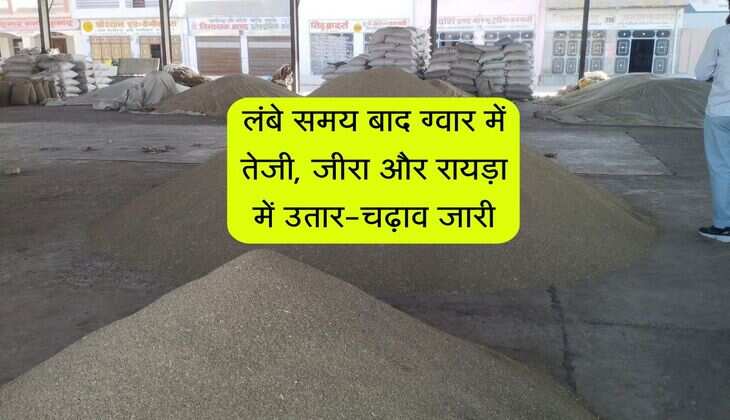 Merta Mandi bhav: लंबे समय बाद ग्वार में तेजी, जीरा और रायड़ा में उतार-चढ़ाव जारी