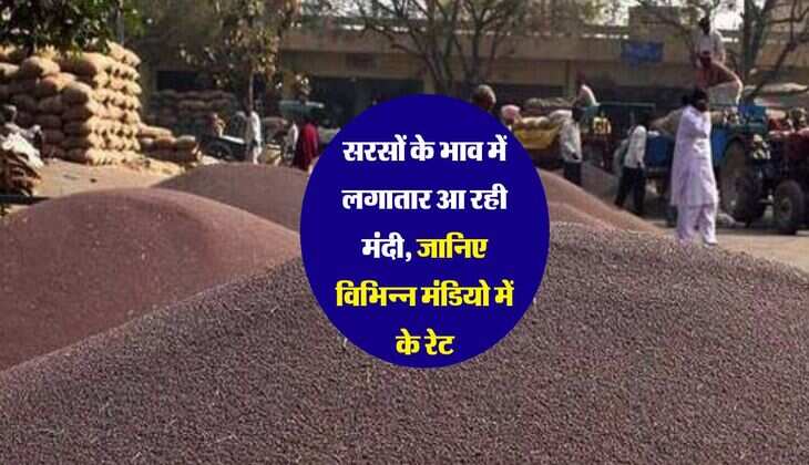 Sarson Rate: सरसों के भाव में लगातार आ रही मंदी, जानिए विभिन्न मंडियो में के रेट