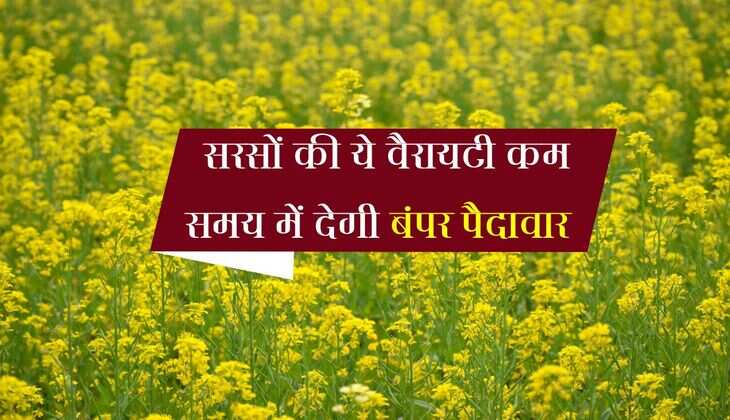 Mustard Farming: सरसों की ये वैरायटी कम समय में देगी बंपर पैदावार, खेती बनेगी वरदान