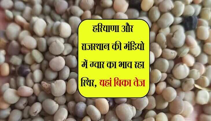 Gwar Mandi Bhav: हरियाणा और राजस्थान की मंडियो में ग्वार का भाव रहा स्थिर, यहां बिका तेज