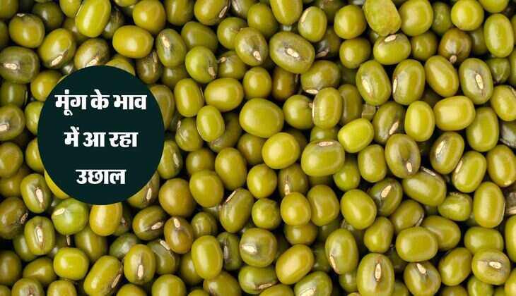 Pipariya Mandi bhav: मंडी में आवक घटने के कारण मूंग के भाव में आ रहा उछाल