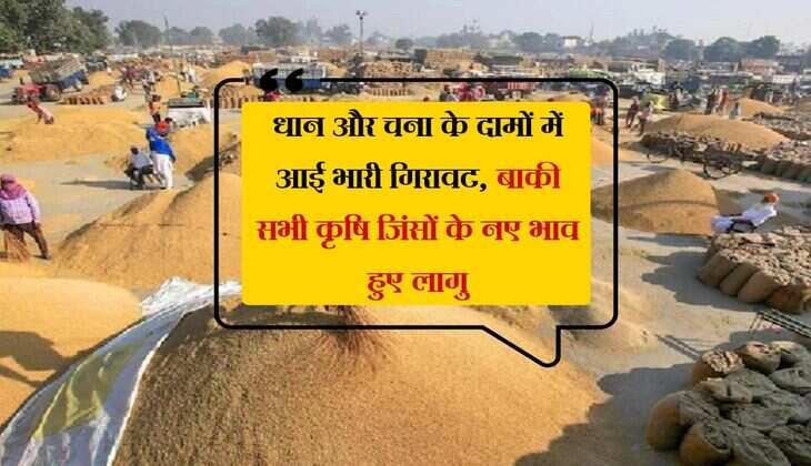 Kota Mandi Bhav: धान और चना के दामों में आई भारी गिरावट, बाकी सभी कृषि जिंसों के नए भाव हुए लागु