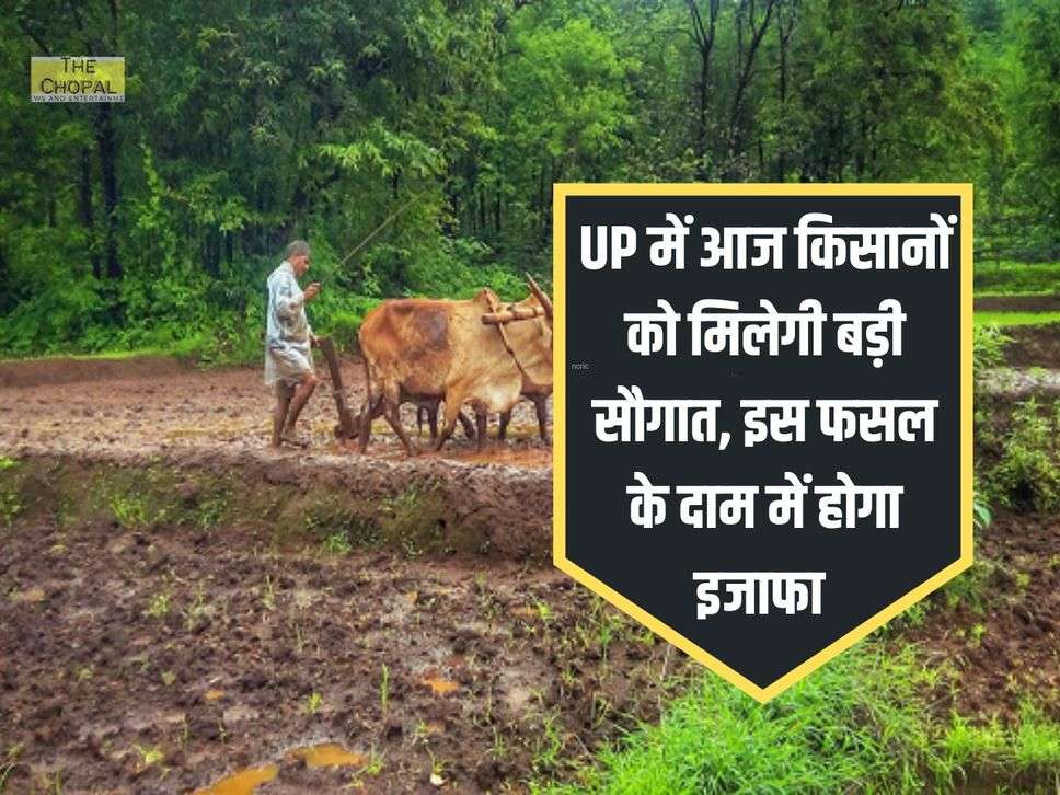 UP में आज किसानों को मिलेगी बड़ी सौगात, इस फसल के दाम में होगा इजाफा 