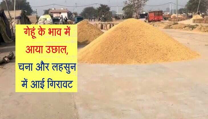 Kota Mandi Bhav: गेहूं के भाव में आया उछाल, चना और लहसुन में आई गिरावट