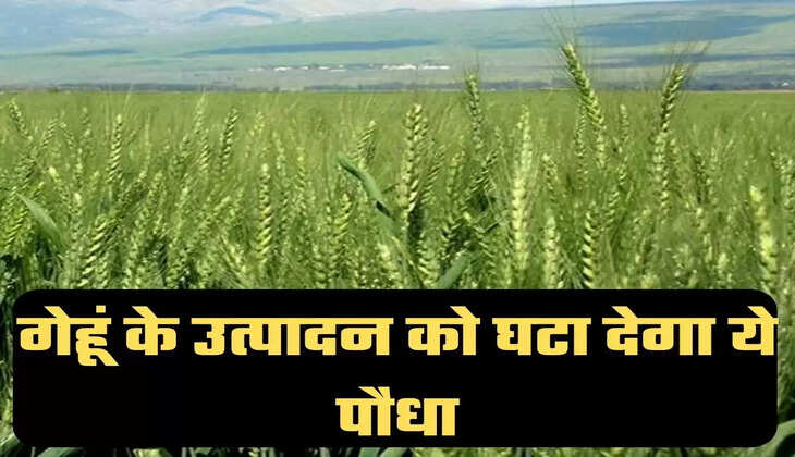 गेहूं के उत्पादन को घटा देगा ये पौधा