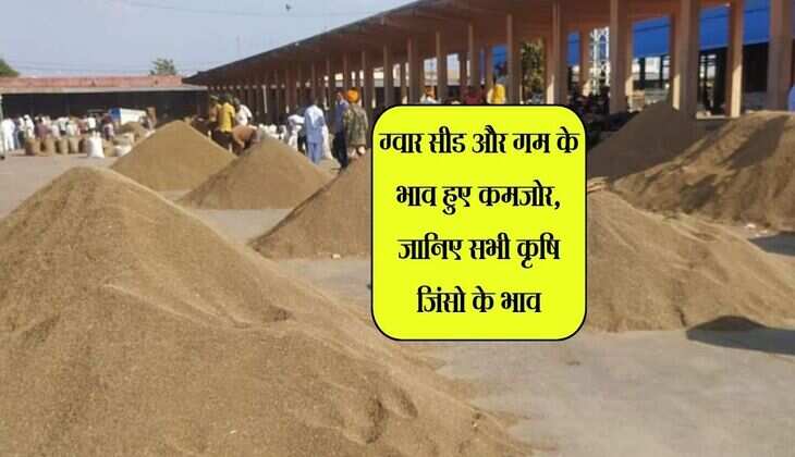 जोधपुर मंडी भाव: ग्वार सीड और गम के भाव हुए कमजोर, जानिए सभी कृषि जिंसो के भाव