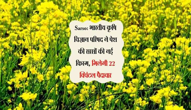 Sarso: भारतीय कृषि विज्ञान परिषद ने पेश की सरसों की नई किस्म, मिलेगी 22 क्विंटल पैदावार