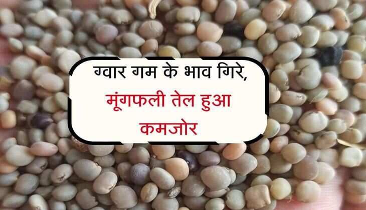 Jaipur Mandi bhav: ग्वार गम के भाव गिरे, मूंगफली तेल हुआ कमजोर, देखें कृषि जिंसों के रेट