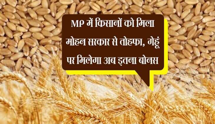 MP में किसानों को मिला मोहन सरकार से तोहफा, गेहूं पर मिलेगा अब इतना बोनस