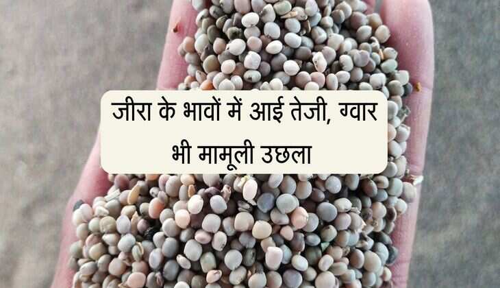 Merta Mandi bhav: जीरा के भावों में आई तेजी, ग्वार भी मामूली उछला