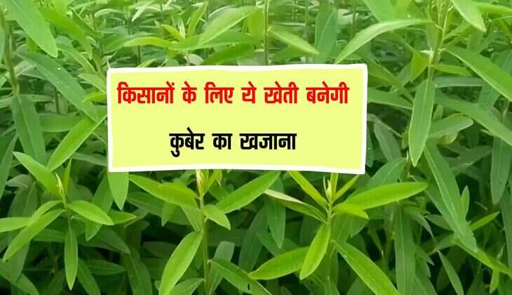 किसानों के लिए ये खेती बनेगी कुबेर का खजाना, नहीं पड़ेगी खाद व पानी की जरूरत, बनेगे मालामाल