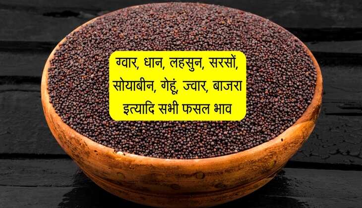 Kota Mandi bhav: ग्वार, धान, लहसुन, सरसों, सोयाबीन, गेहूं, ज्वार, बाजरा इत्यादि सभी फसल भाव