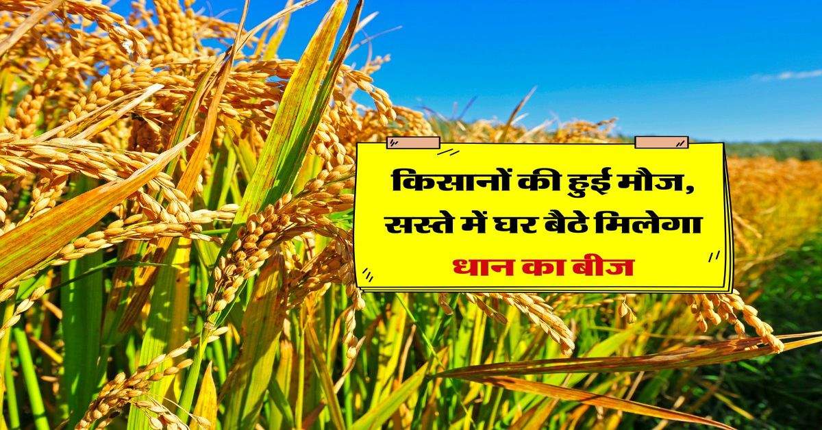 Paddy Seeds: किसानों की हुई मौज, सस्ते में घर बैठे मिलेगा धान का बीज