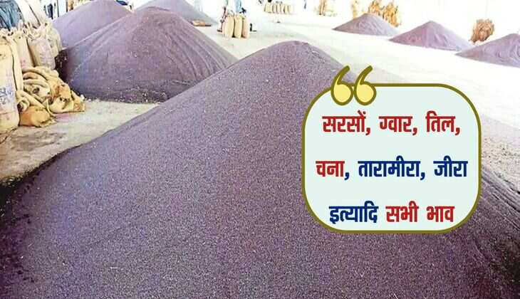 Nagaur Mandi bhav: सरसों, ग्वार, तिल, चना, तारामीरा, जीरा इत्यादि सभी भाव