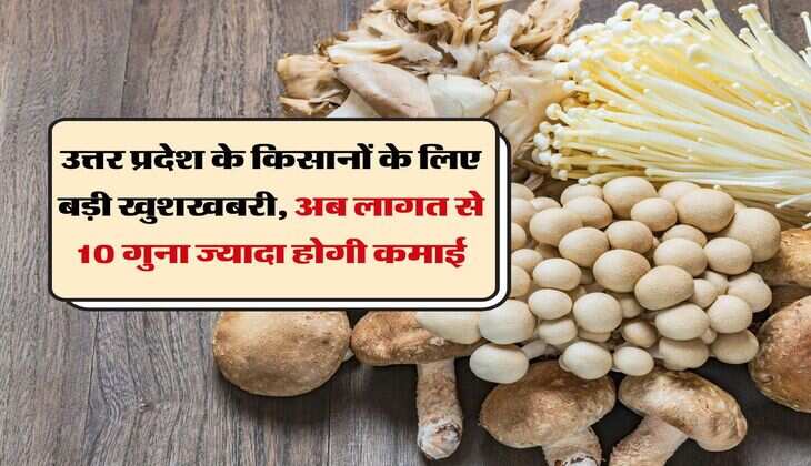 उत्तर प्रदेश के किसानों के लिए बड़ी खुशखबरी, अब लागत से 10 गुना ज्यादा होगी कमाई 