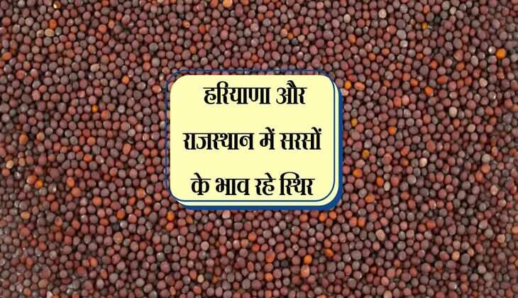 Sarson Mandi Bhav: हरियाणा और राजस्थान में सरसों के भाव रहे स्थिर, जानिए सभी मंडियो का हाल