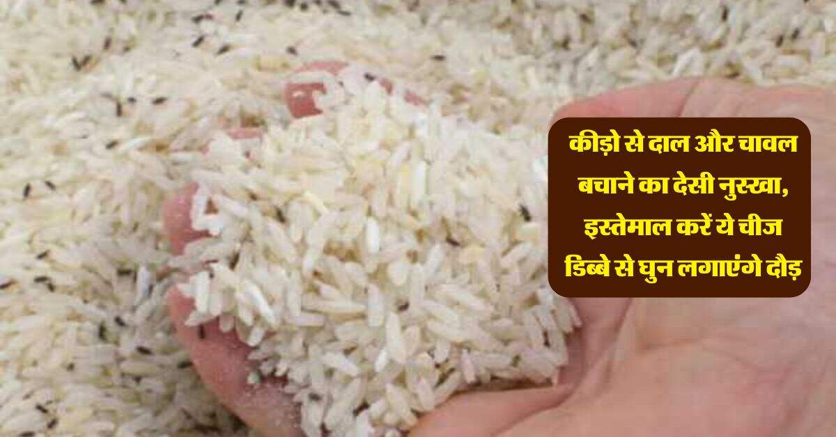 कीड़ो से दाल और चावल बचाने का देसी नुस्खा, इस्तेमाल करें ये चीज डिब्बे से घुन लगाएंगे दौड़