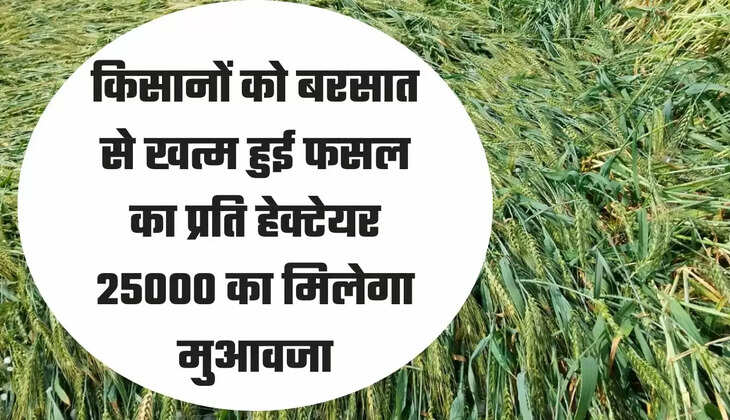 किसानों को बरसात से खत्म हुई फसल का प्रति हेक्टेयर 25000 का मिलेगा मुआवजा