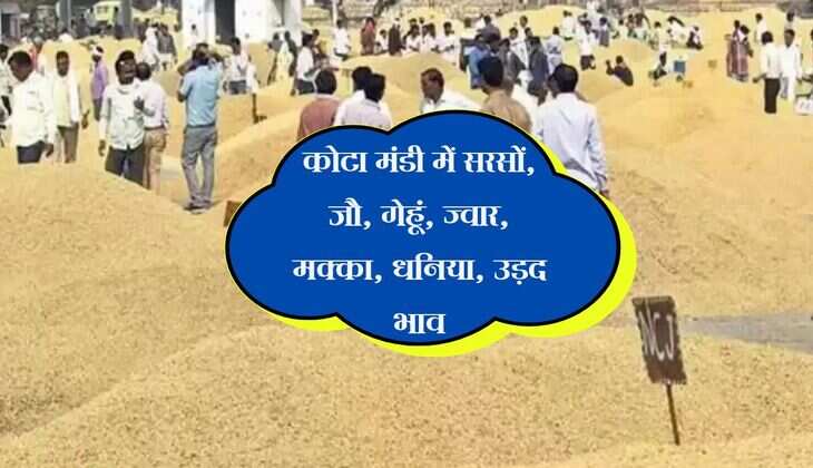 Kota Mandi Bhav: कोटा मंडी में सरसों, जौ, गेहूं, ज्वार, मक्का, धनिया, उड़द भाव ( 3 मई 2025 )