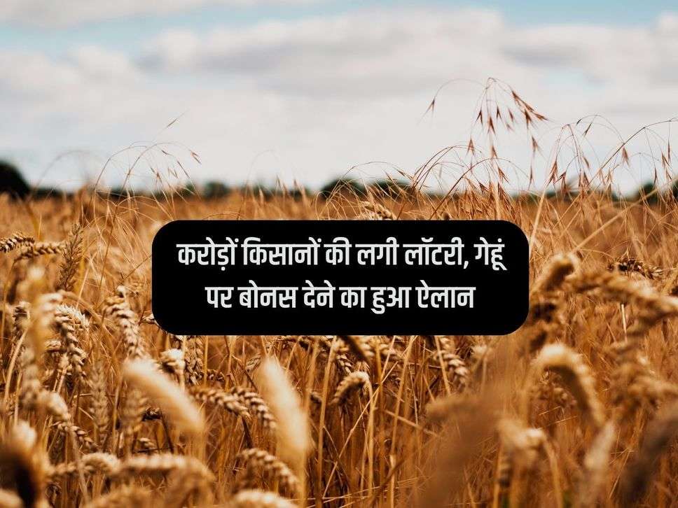 Wheat : करोड़ों किसानों की लगी लॉटरी, गेहूं पर बोनस देने का हुआ ऐलान