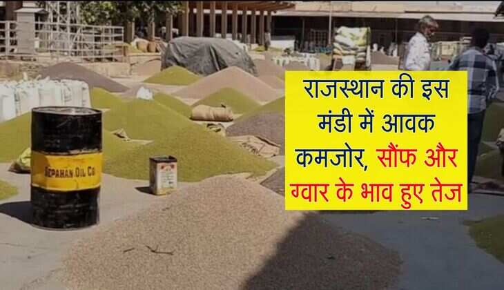 राजस्थान की इस मंडी में आवक कमजोर, सौंफ और ग्वार के भाव हुए तेज, जानिए क्यों आया उछाल