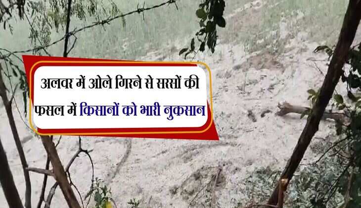 Alwar News: अलवर में ओले गिरने से सरसों की फसल में किसानों को भारी नुकसान