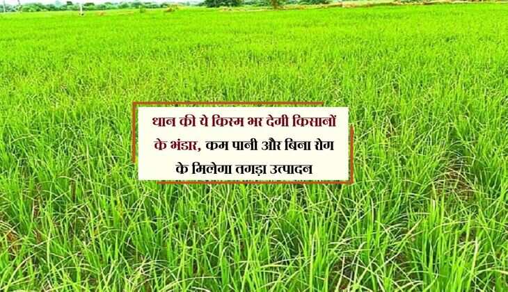 धान की ये किस्म भर देगी किसानों के भंडार, कम पानी और बिना रोग के मिलेगा तगड़ा उत्पादन