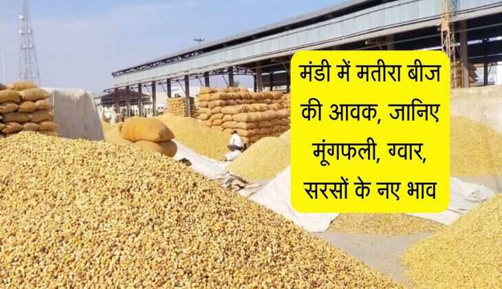 Bikaner Mandi: मंडी में मतीरा बीज की आवक, जानिए मूंगफली, ग्वार, सरसों के नए भाव