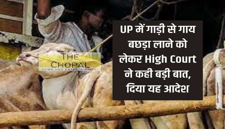 High Court said a big thing regarding bringing cow and calf by vehicle in UP, gave this order