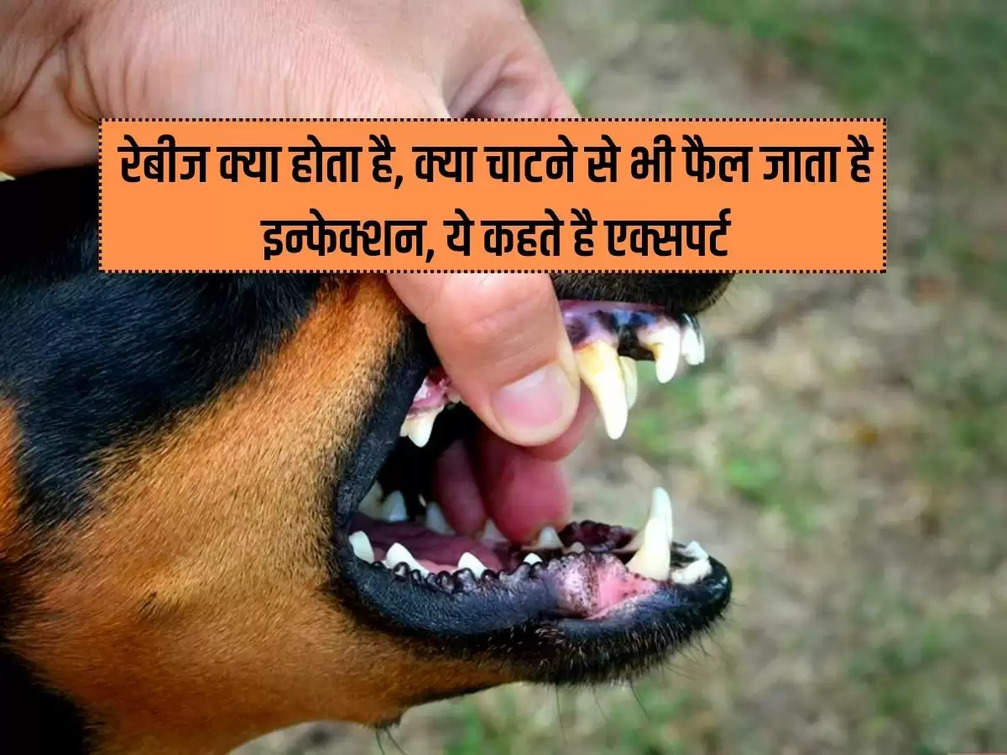 What is rabies, can the infection spread even by licking, this is what experts say